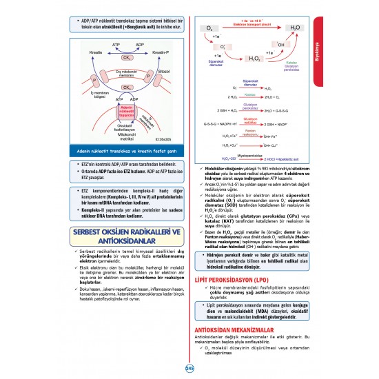 RAPİDUS Kampı Temel Bilimler ( 2.Cilt ) - 3.Baskı